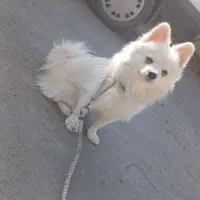 سگ پامر ۸ماهه آموزش دیده|سگ|تهران, زعفرانیه|دیوار