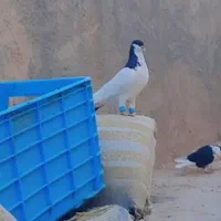 سلام عشق بازان عزیز|پرنده|فارغان, |دیوار
