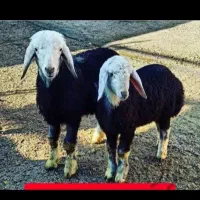 مجموعه کاروانسرای زنده قپان ازوزن 25کیلوبه بالا