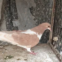 کبوتر دمگیر