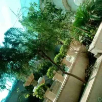 انجام  باغبانی هرس سمپاشی روفگاردن پیوند..