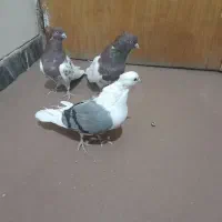 نر و ماده کله سرخ  و شوسیا|پرنده|دورود, |دیوار