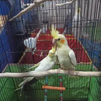 جفت عروس پاریس با جوجه|پرنده|سوسنگرد, |دیوار