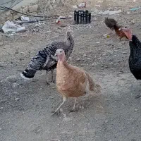 بوقلمون رسمی اصیل