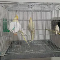 جفت طوطی عروس هلندی|پرنده|اردبیل, |دیوار