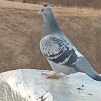 یک عدد کبوتر نر مسافتی|پرنده|نالوس, |دیوار