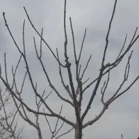 باغبانی هرس گل درخت چمن کاری سمپاشی کود باضمانت