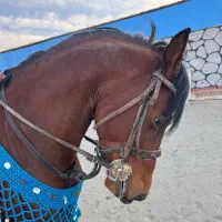 دره شور زیر قیمت بی نظیر شجره دار به شرط کارشناسی|اسب و تجهیزات اسب‌سواری|باقرشهر, |دیوار