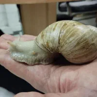 حلزون نژاد آفریقایی