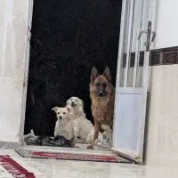 فروش ژرمن و شیتزو