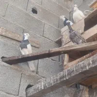 کبوتر انواع|پرنده|جم, |دیوار