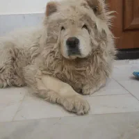 سگ چاوچاو گمشده شاهینشهر
