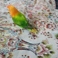 طوطی برزیلی نر|پرنده|ری, دولت‌آباد|دیوار