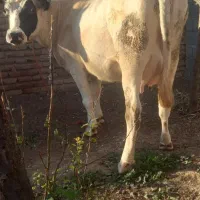 گاوشیری شکم سوم ۳ماه سونوگرافی شده شیر۱۰ک