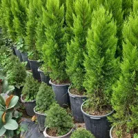 فروش گلهای فضای باز وآپارتمانی زیر قیمت بازار