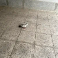 کفتر سوسکی|پرنده|فردیس, فردیس|دیوار