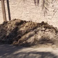 کودگاوی خالص محلی|خدمات باغبانی و درختکاری|بم, |دیوار