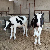 گوساله نر