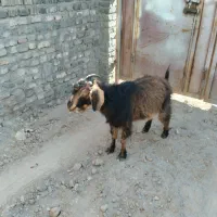 فروش یک عددبز|حیوانات مزرعه|یزد, |دیوار