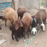 گوسفنددامازلق پنج عددجوان وبره دار وپرشیر|حیوانات مزرعه|تبریز, |دیوار