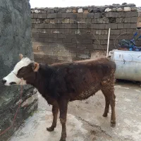 گوساله