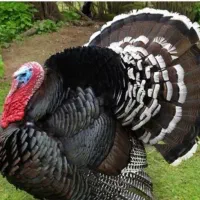 بوقلمون گوشتی ارگانیک