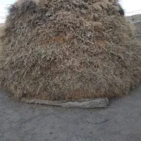 علف خشک ییلاق