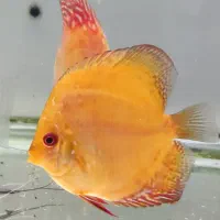 فروش پنج عدد ماهی دیسکس|ماهی|مبارکه, |دیوار