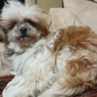 واگذاری شیتزو ماده