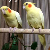 طوطی کوتوله برزیلی یقه زردعروس هلندی لوتینوزعفرانی