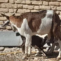 سلام بز دوقلو|حیوانات مزرعه|جهرم, |دیوار