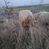 توغلو|حیوانات مزرعه|مشگین شهر, |دیوار