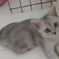 گربه چینچیلا