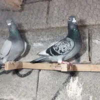 کبوتر فری|پرنده|برازجان, |دیوار