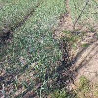 برگ سیر محلی دسته ای ۲۰تومن