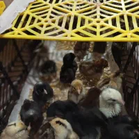 حمیدیه جوجه عرب|حیوانات مزرعه|حمیدیه, |دیوار