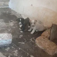 توله پاپی اصل|سگ|تربتحیدریه, بازار|دیوار