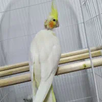 جوجه عروس هلندی نر