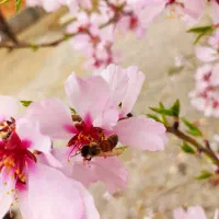 مشورت میخام