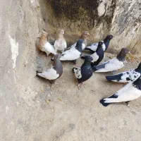 کفتر|پرنده|بجنورد, |دیوار