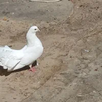 سفید دم چتری