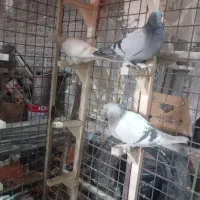 ماده سوسنی|پرنده|شیراز, شهرک کوشکک|دیوار