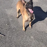 بلژین مالینویز گارد نگهبان شکار همبازی فوقلعاده