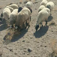 معاوضه میش با گاو|حیوانات مزرعه|یزد, |دیوار
