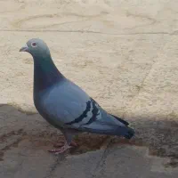 ۴ تا کفتر پرشی