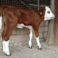 1عدد گوساله سیمینتال ماده قرمز شرابی جنس شیری