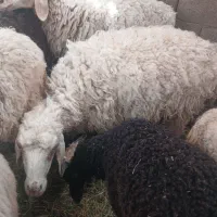 تعدادی میش به فروش میرسد