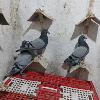 جوجه پلاکی مسافتی