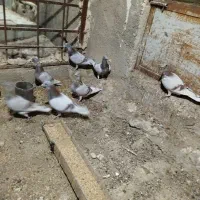 کبوتر پوسپیازی|پرنده|برازجان, |دیوار