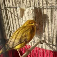 قناری نر زعفرونی رسمی دهن سهره و یاسمین به شرط